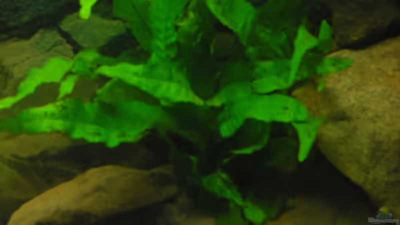 Pflanzen im Aquarium Becken 18106 von Guido Fülle (3)