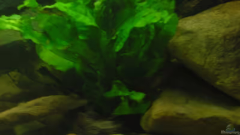 Pflanzen im Aquarium Becken 18106 von Guido Fülle (4)