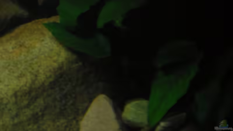 Pflanzen im Aquarium Becken 18106 von Guido Fülle (5)