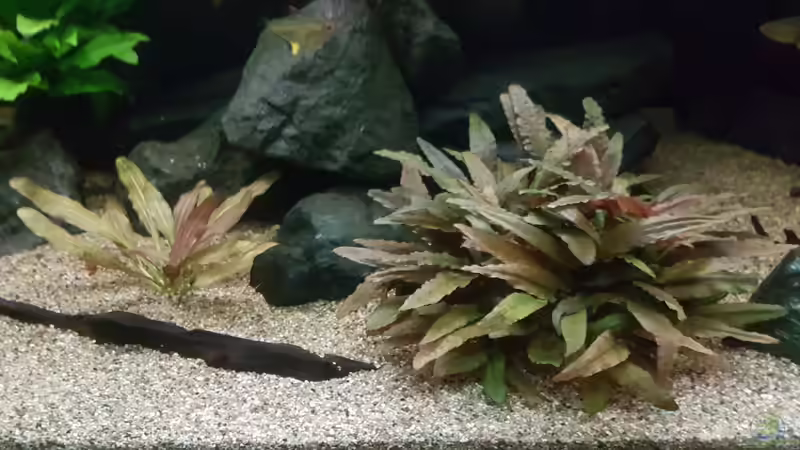 Pflanzen im Aquarium Becken 18144 von adiskus (10)