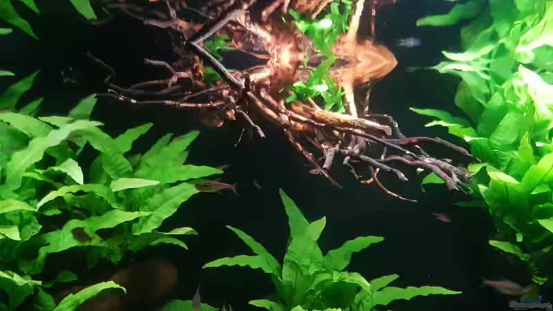 Pflanzen im Aquarium Becken 18144 von adiskus (11)