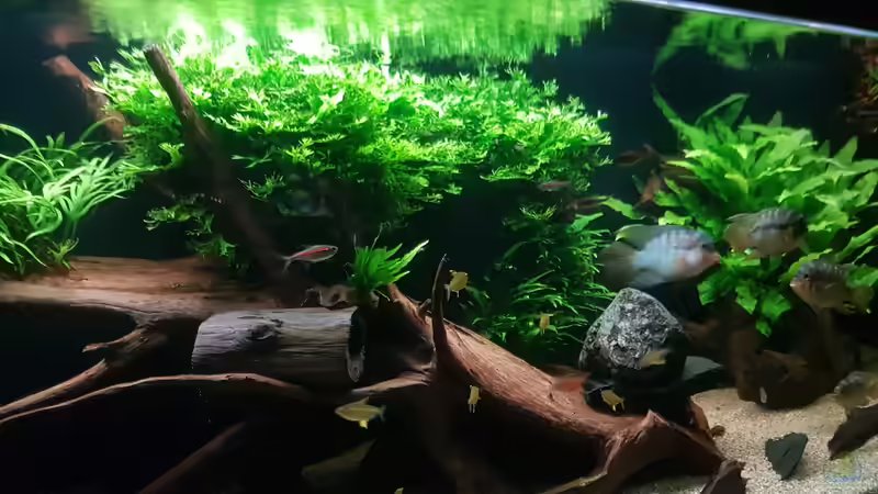 Pflanzen im Aquarium Becken 18144 von adiskus (12)