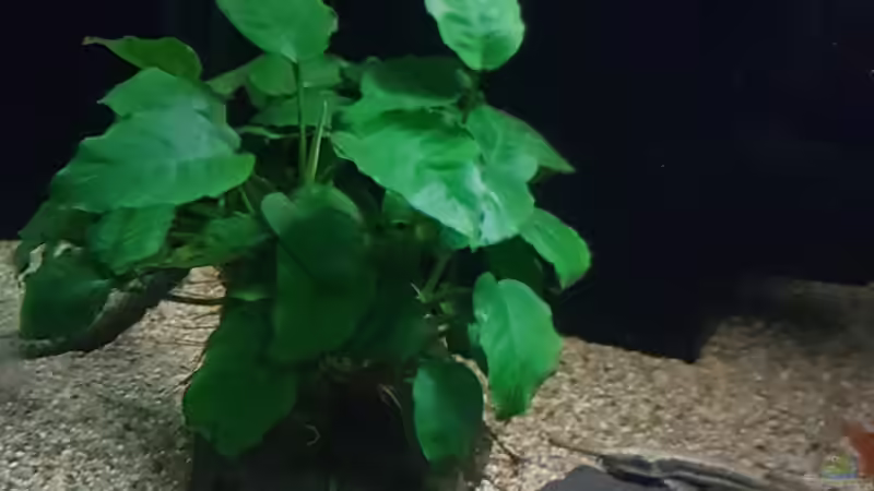 Pflanzen im Aquarium Becken 18144 von adiskus (13)