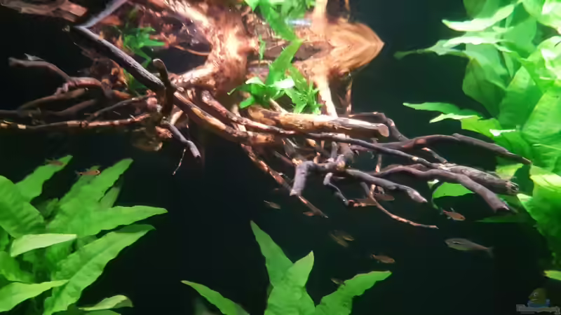 Pflanzen im Aquarium Becken 18144 von adiskus (15)