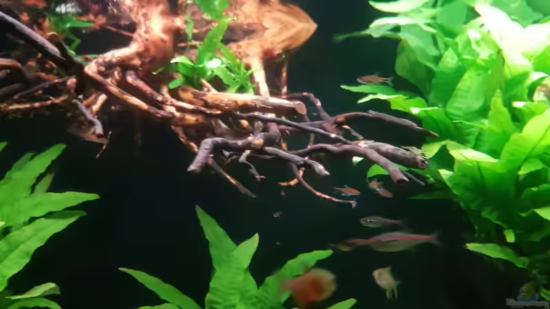 Pflanzen im Aquarium Becken 18144 von adiskus (16)