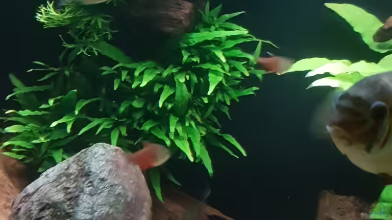 Pflanzen im Aquarium Becken 18144 von adiskus (18)