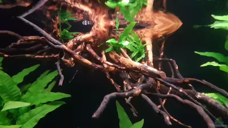 Pflanzen im Aquarium Becken 18144 von adiskus (20)