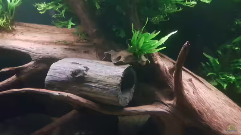 Pflanzen im Aquarium Becken 18144 von adiskus (22)