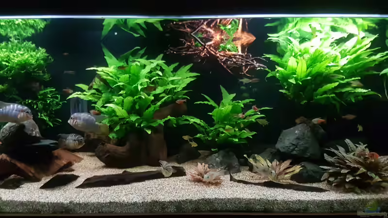 Pflanzen im Aquarium Becken 18144 von adiskus (5)