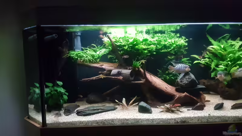 Pflanzen im Aquarium Becken 18144 von adiskus (7)