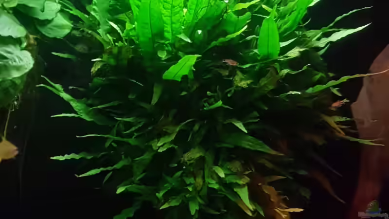 Pflanzen im Aquarium Becken 18144 von adiskus (8)