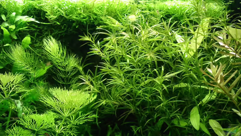 Pflanzen im Aquarium Becken 1816 von hej kompisar (12)