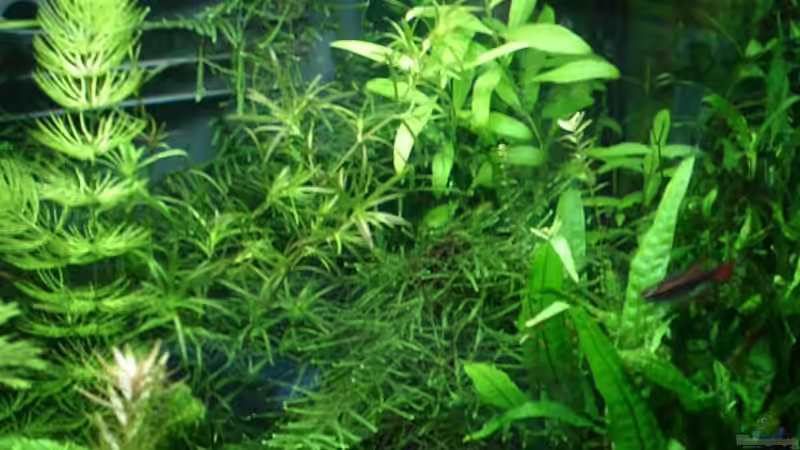 Pflanzen im Aquarium Becken 1816 von hej kompisar (2)