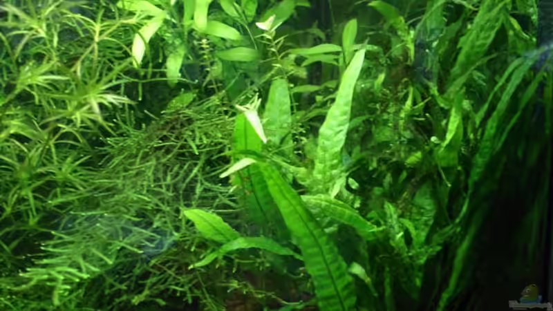 Pflanzen im Aquarium Becken 1816 von hej kompisar (3)