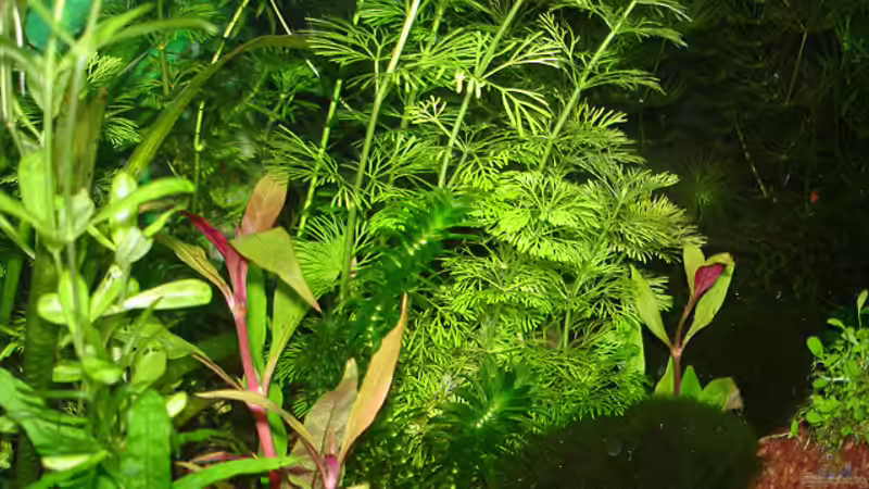 Pflanzen im Aquarium Becken 1816 von hej kompisar (5)