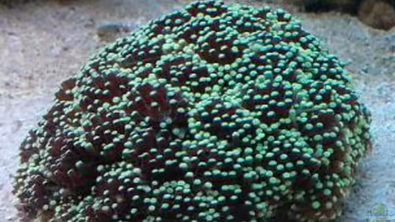 Pflanzen im Aquarium Becken 18185 von Austauscher (3)