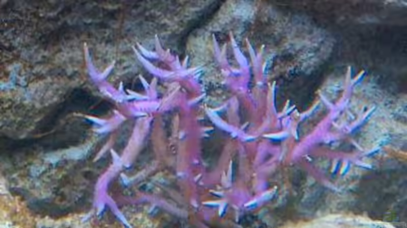 Pflanzen im Aquarium Becken 18185 von Austauscher (4)