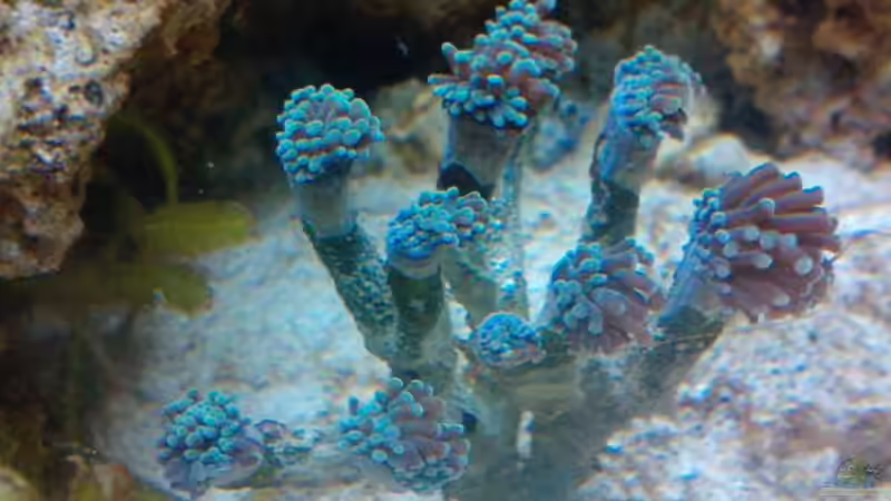 Pflanzen im Aquarium Becken 18185 von Austauscher (5)