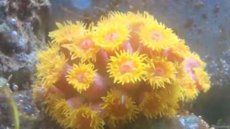 Pflanzen im Aquarium Becken 18185 von Austauscher (6)