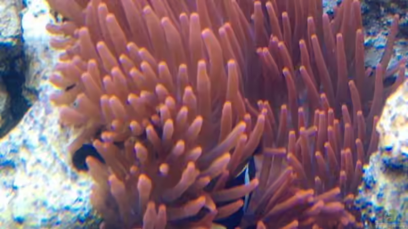 Pflanzen im Aquarium Becken 18185 von Austauscher (7)