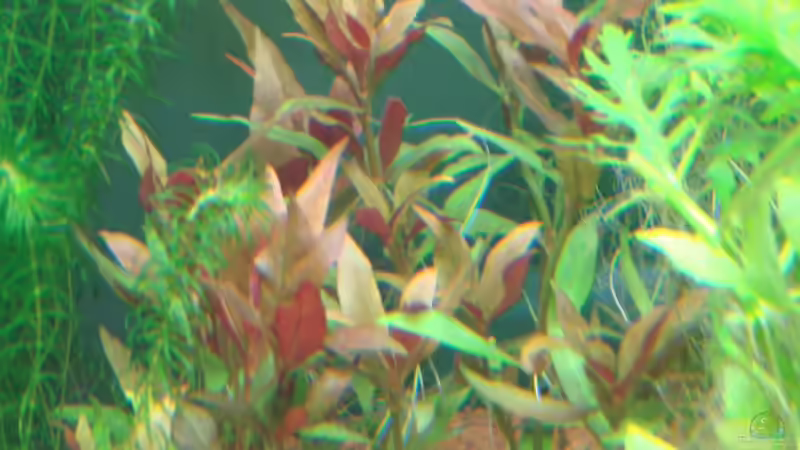 Pflanzen im Aquarium Becken 18192 von TOMXY (10)