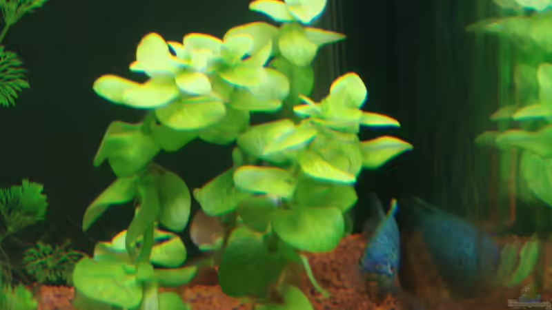 Pflanzen im Aquarium Becken 18192 von TOMXY (11)