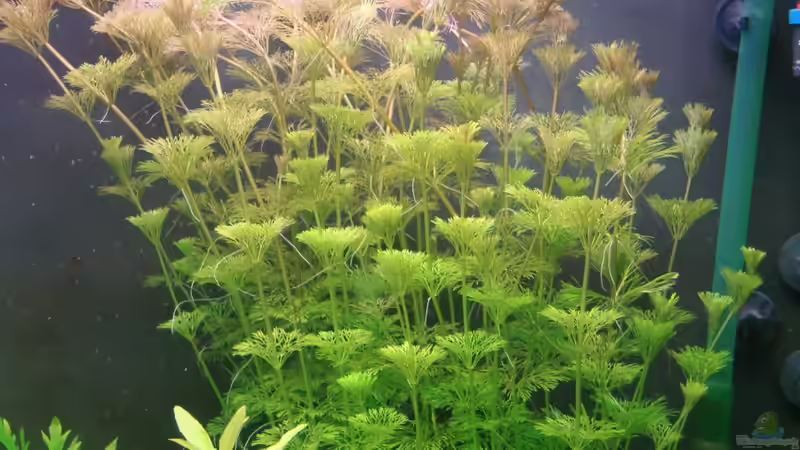 Pflanzen im Aquarium Becken 18192 von TOMXY (12)