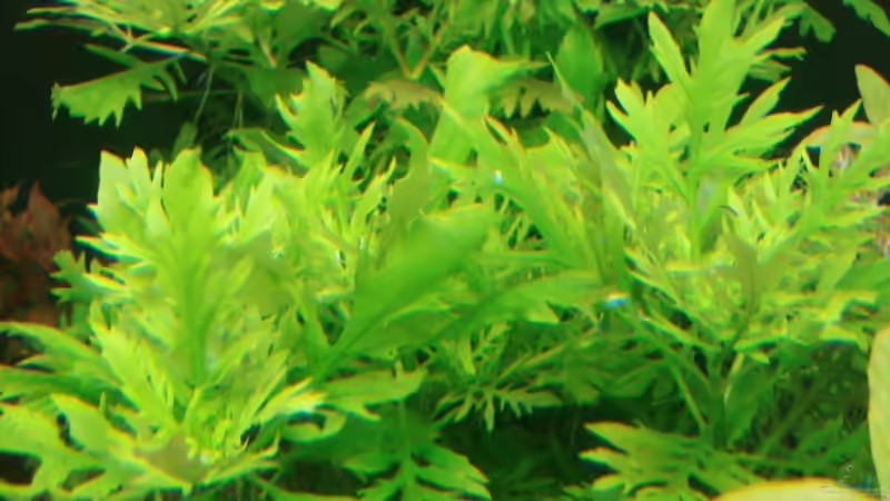Pflanzen im Aquarium Becken 18192 von TOMXY (13)