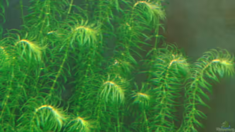 Pflanzen im Aquarium Becken 18192 von TOMXY (8)