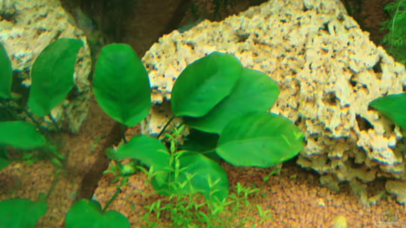 Pflanzen im Aquarium Becken 18192 von TOMXY (9)