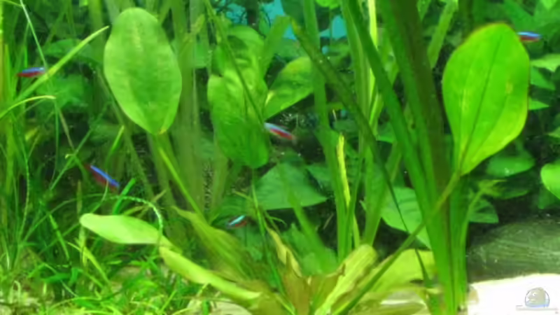 Pflanzen im Aquarium Becken 18216 von Korbi (11)