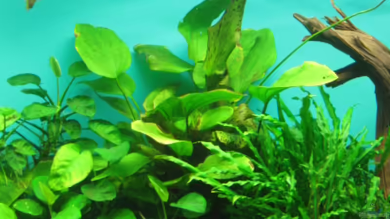 Pflanzen im Aquarium Becken 18216 von Korbi (9)