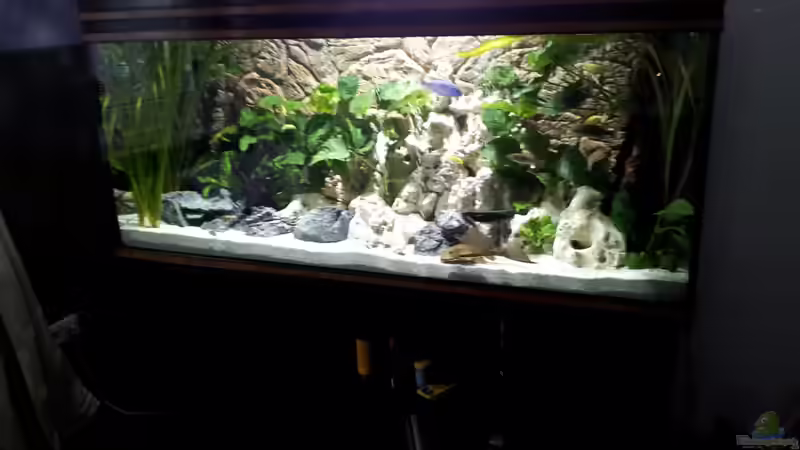 Pflanzen im Aquarium Becken 18250 von Markusb (4)