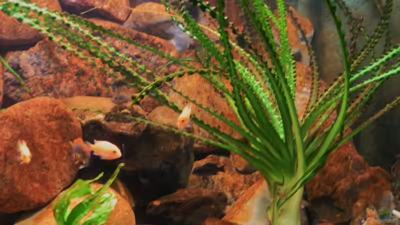 Pflanzen im Aquarium Becken 18276 von Vito (10)