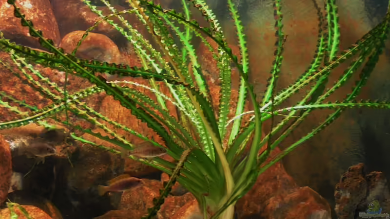 Pflanzen im Aquarium Becken 18276 von Vito (11)