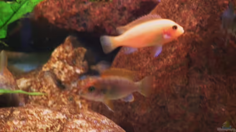 Pflanzen im Aquarium Becken 18276 von Vito (12)