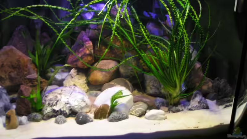 Pflanzen im Aquarium Becken 18276 von Vito (7)