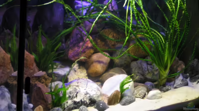 Pflanzen im Aquarium Becken 18276 von Vito (8)