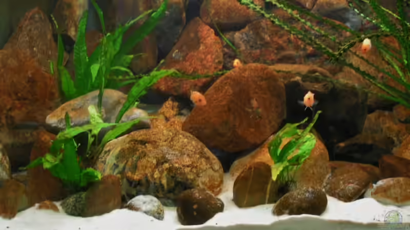 Pflanzen im Aquarium Becken 18276 von Vito (9)