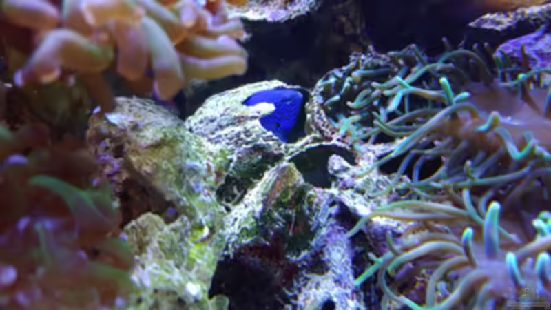 Pflanzen im Aquarium Becken 1830 von becki2 (15)