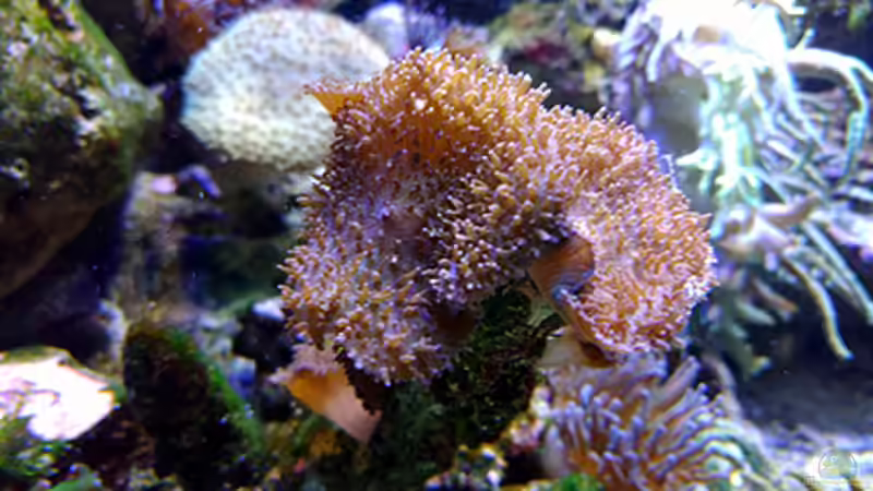 Pflanzen im Aquarium Becken 1830 von becki2 (16)