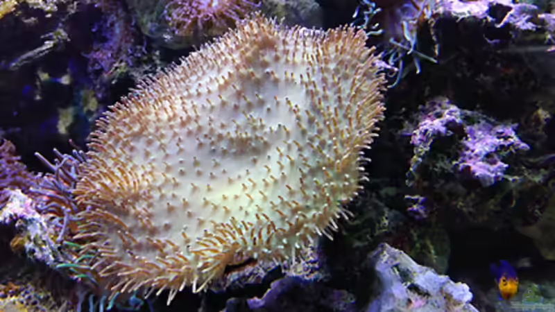 Pflanzen im Aquarium Becken 1830 von becki2 (17)