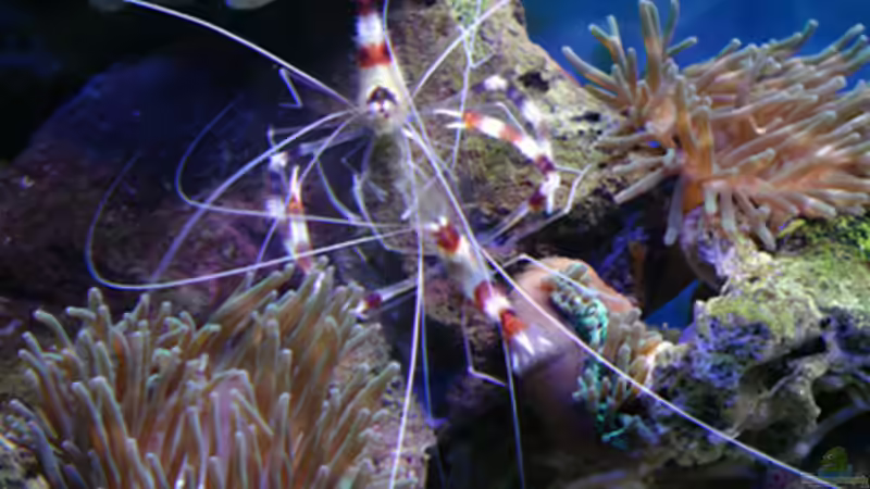 Pflanzen im Aquarium Becken 1830 von becki2 (18)