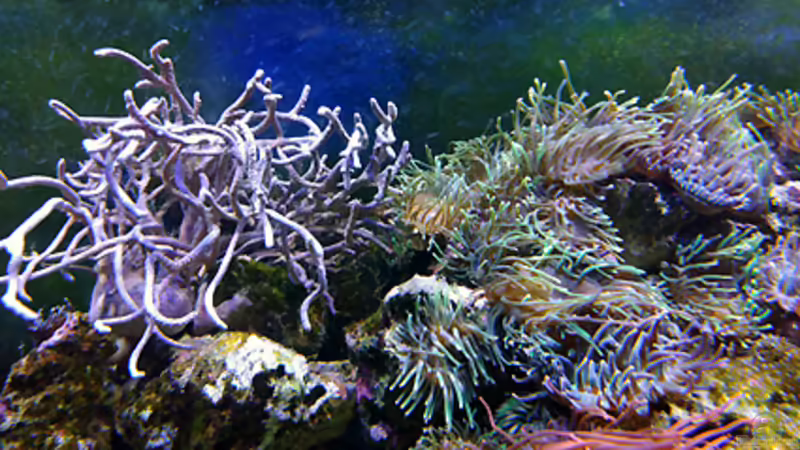 Pflanzen im Aquarium Becken 1830 von becki2 (19)