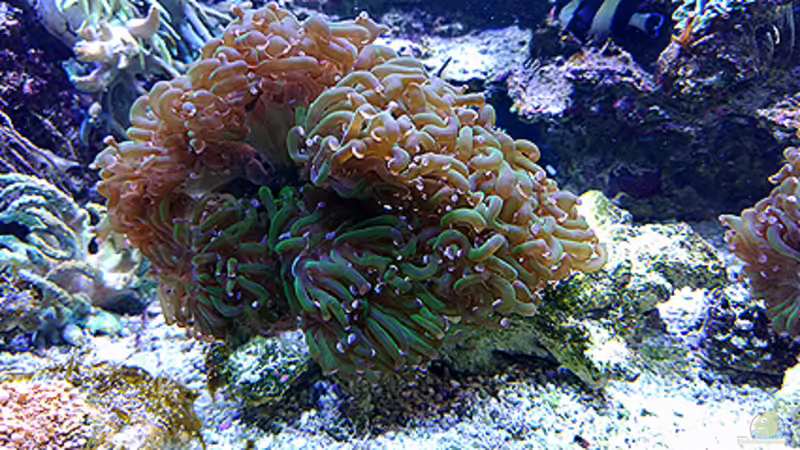 Pflanzen im Aquarium Becken 1830 von becki2 (20)