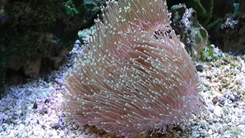 Pflanzen im Aquarium Becken 1830 von becki2 (22)