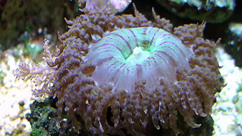 Pflanzen im Aquarium Becken 1830 von becki2 (23)