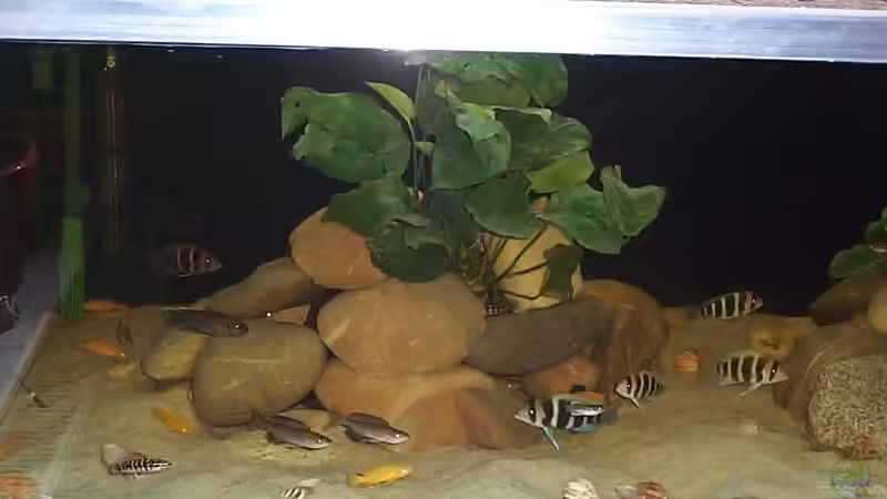 Pflanzen im Aquarium Becken 1832 von Jens und Manuela Ruhr (2)