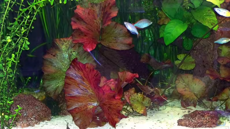 Pflanzen im Aquarium Becken 18321 von Peter Walenciak (20)