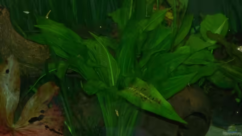 Pflanzen im Aquarium Becken 18321 von Peter Walenciak (24)
